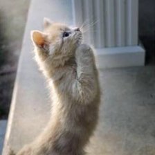 Схема вышивки «посящий котенок»