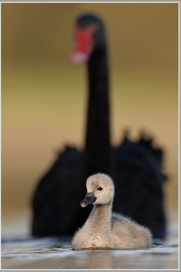 черный лебедь - оригинал