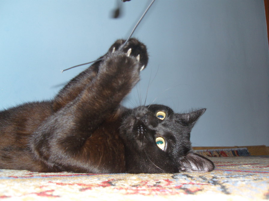 №336847 - оригинал