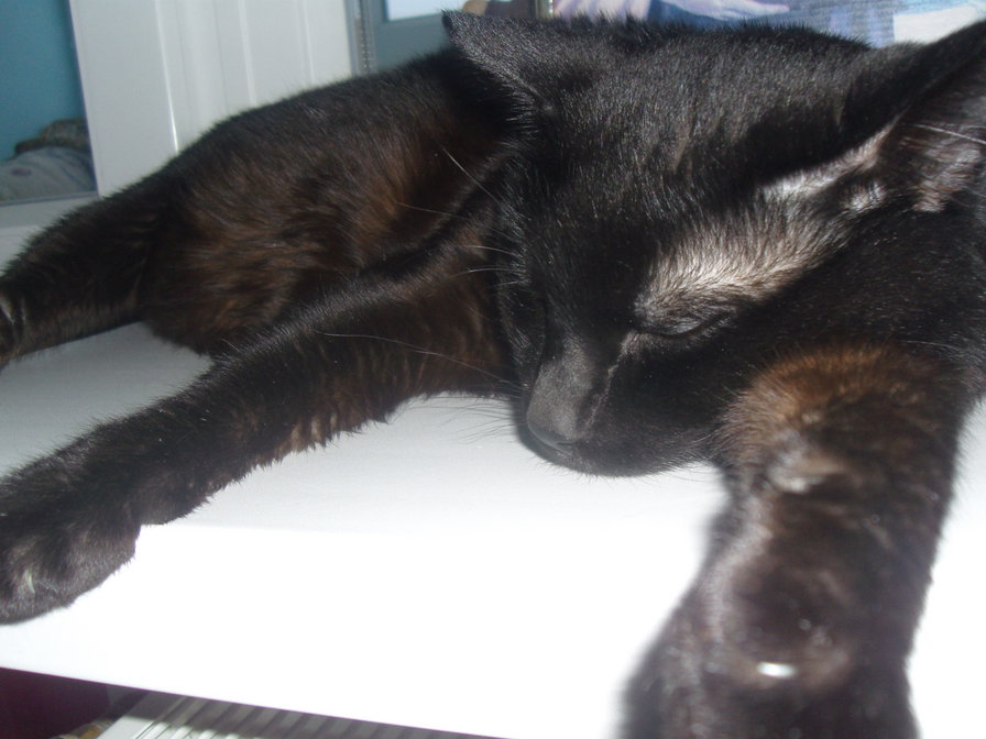 №336855 - оригинал