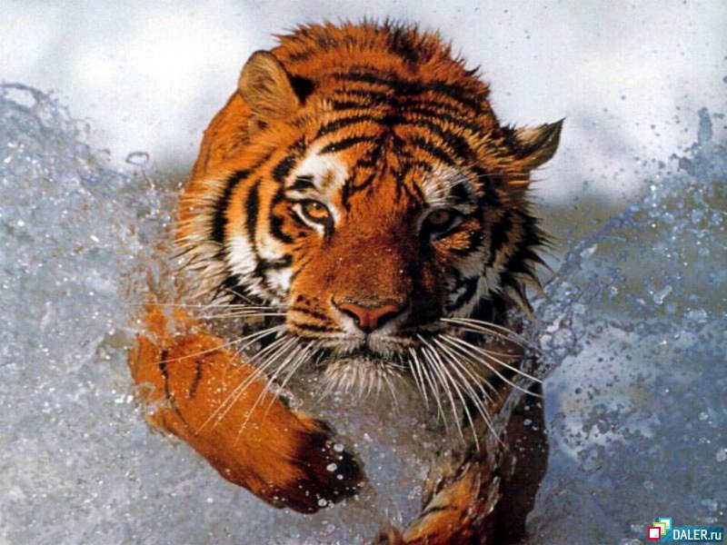 бегущий по воде тигр - оригинал