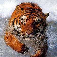 бегущий по воде тигр