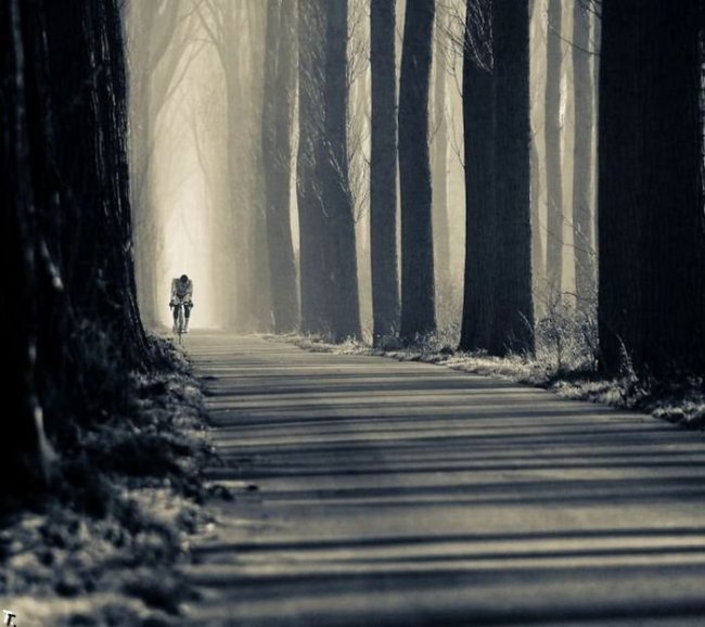 Аллея - оригинал