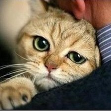 Схема вышивки «... а еще она меня...»