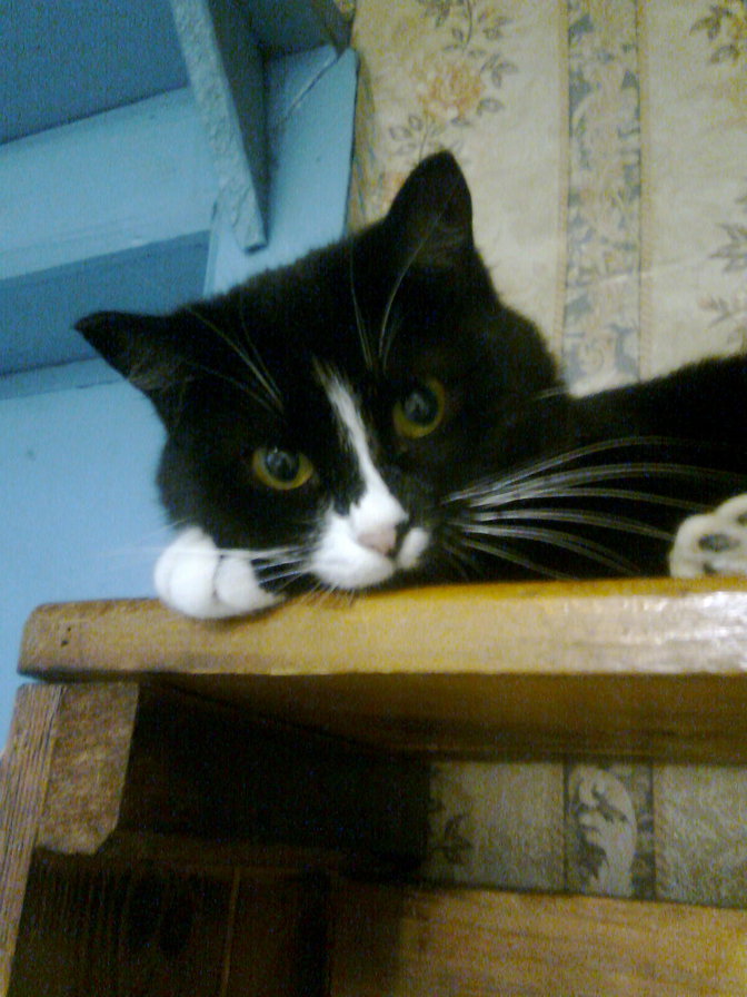 асютка - оригинал