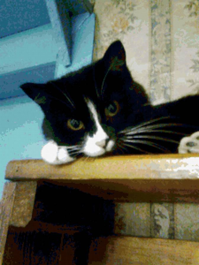 асютка - предпросмотр