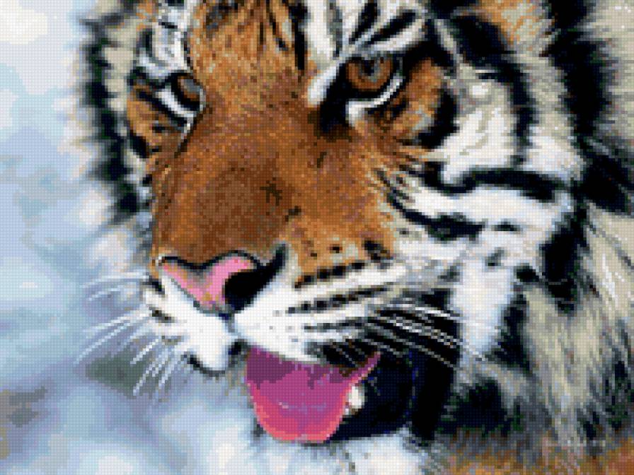 тигр - тигр - предпросмотр