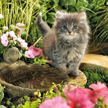 Схема вышивки «кот»