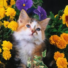 Схема вышивки «котик»