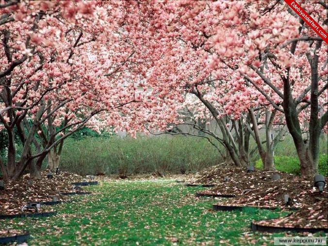 №337418 - пейзаж, природа, лес - оригинал