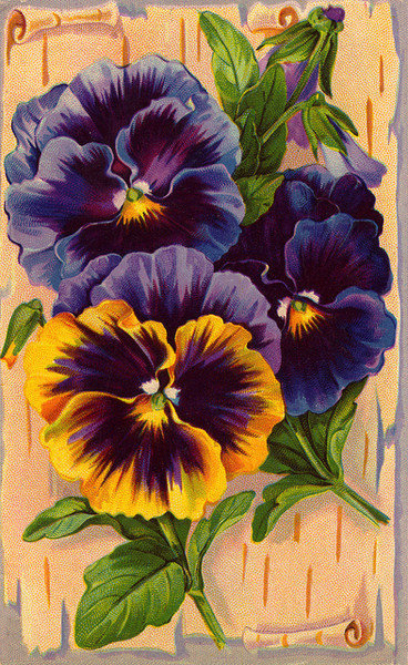 Анютины глазки - оригинал