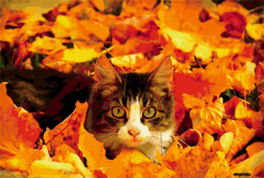 котик - предпросмотр