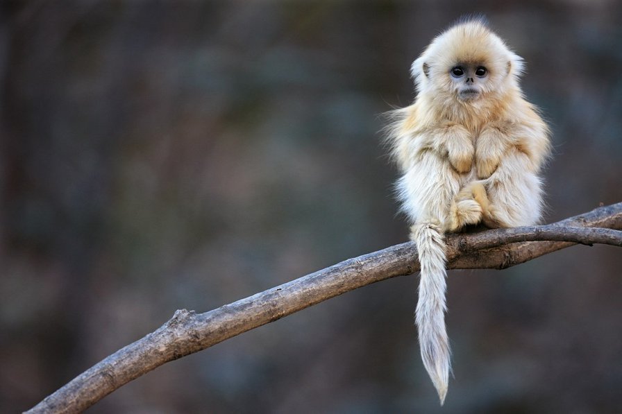 малыш - малыш - оригинал