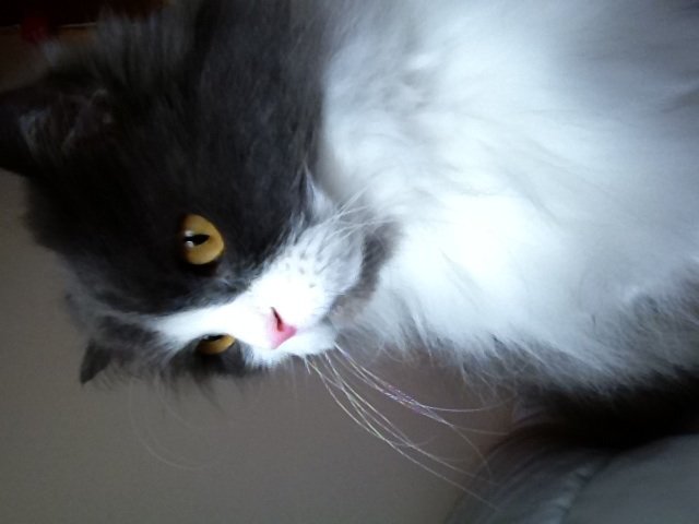 №337516 - оригинал