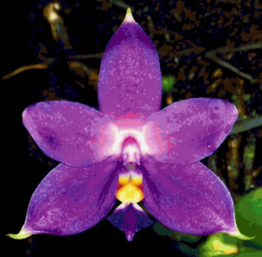 Phalaenopsis violacea - голубая орхидея - предпросмотр