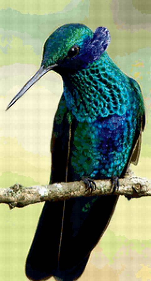 Голубая колибри - колибри - предпросмотр
