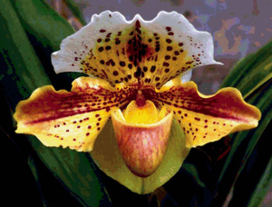 Орхидея башмак - орхидея - предпросмотр