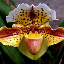 Схема вышивки «Орхидея башмак»
