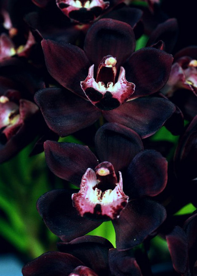 Чёрная орхидея - черная орхидея - оригинал