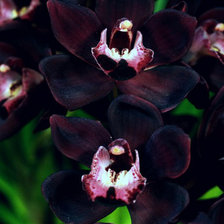 Оригинал схемы вышивки «Чёрная орхидея» (№337594)
