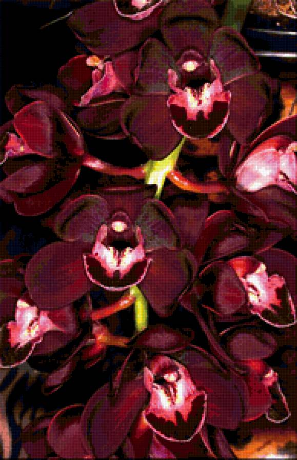 Орхидея - орхидея - предпросмотр