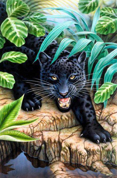 №337603 - дикая кошка, природа, вода, животные, дикий мир, пантера - оригинал