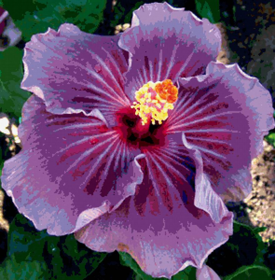 Сиреневый гибискус - гибискус цветок - предпросмотр