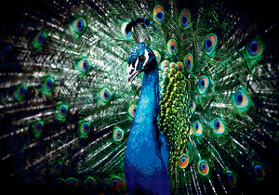 Красавиц павлин - павлин птица - предпросмотр