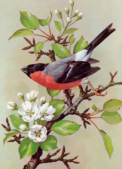 птичка на яблоне - оригинал