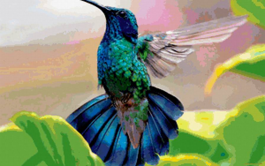 Колибри синяя - колибри, птица - предпросмотр