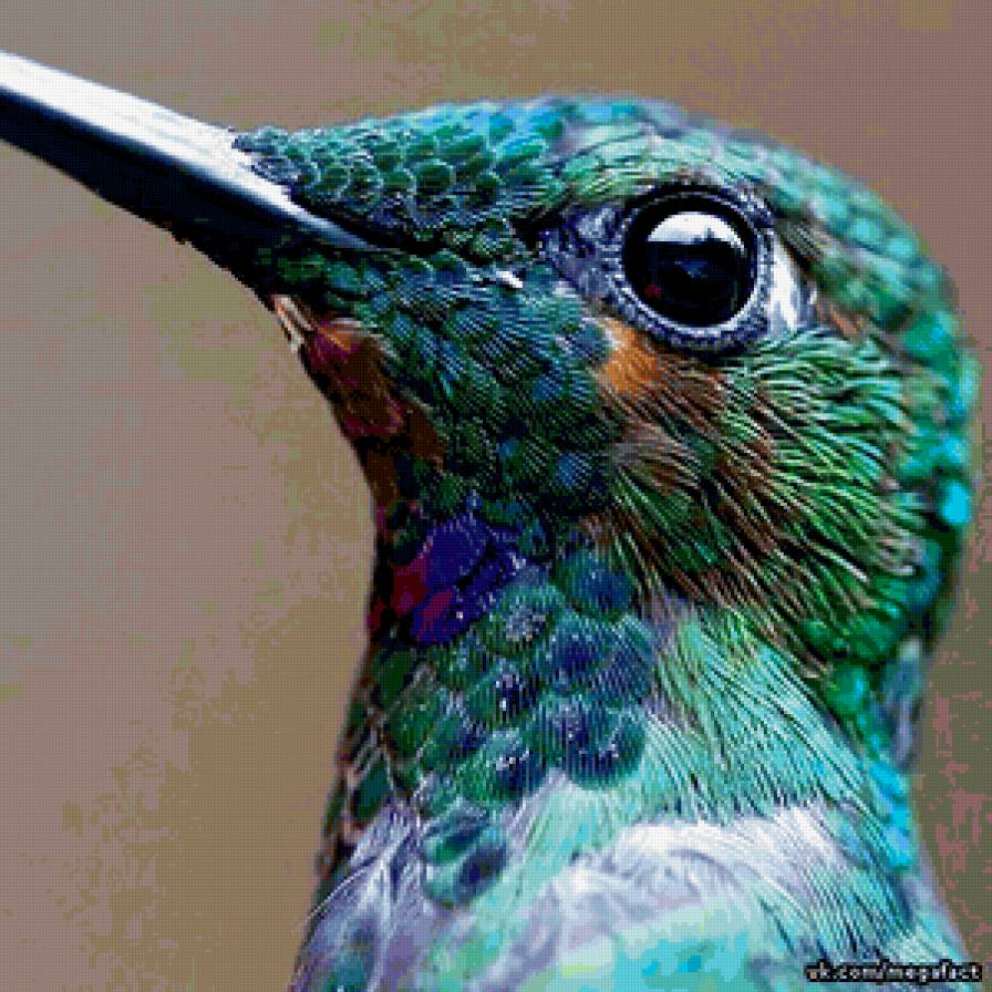 Колибри макро - колибри, птица - предпросмотр