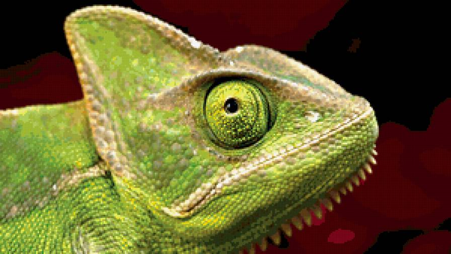 Хамелеончик - ящерица, тропики, хамелеон - предпросмотр