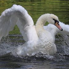 Схема вышивки «лебедь»