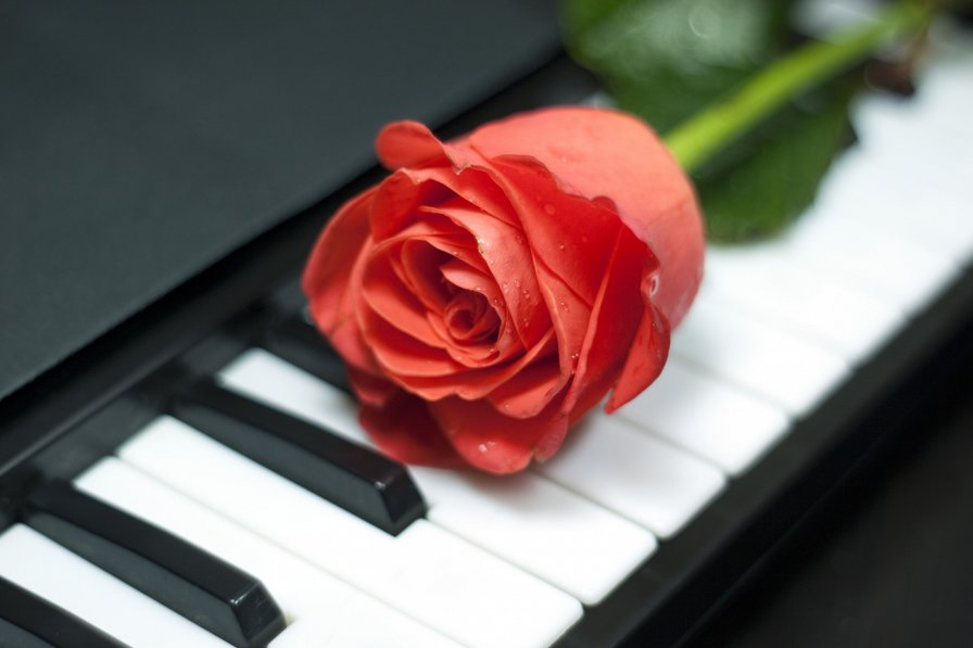 Роза на рояле - оригинал
