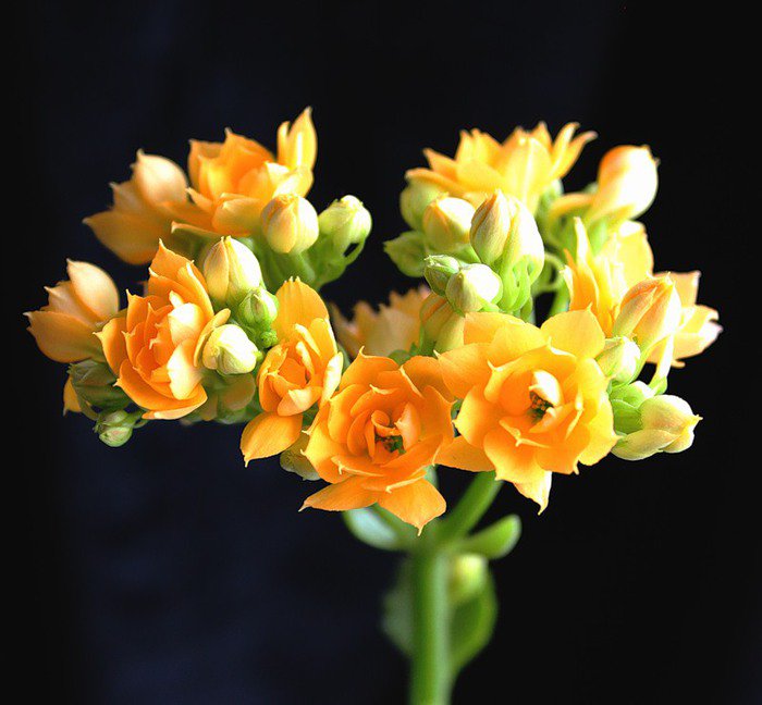 цветы на черном - оригинал