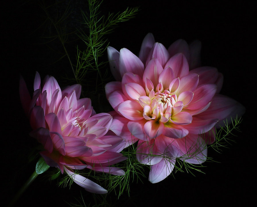 цветы на черном - оригинал