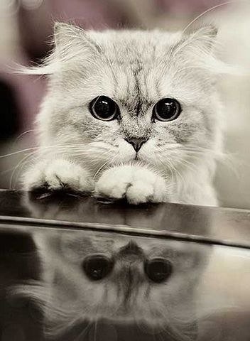 Котик - кот, животное - оригинал