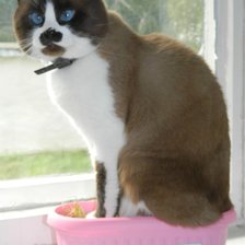 Схема вышивки «Тимка»