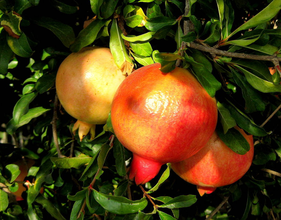 гранат - оригинал