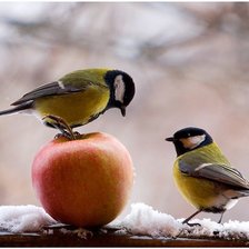 Оригинал схемы вышивки «птицы» (№338243)