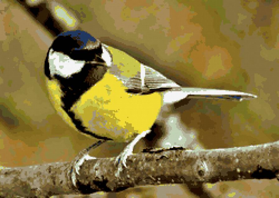 синичка - синичка, птица - предпросмотр