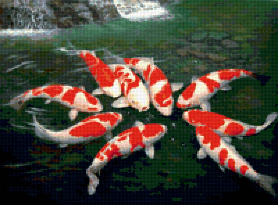 Карпы кои - карпы, кои, рыбы - предпросмотр