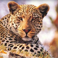 Схема вышивки «Леопард»