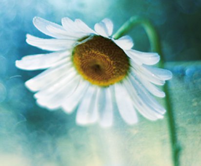 №338546 - оригинал