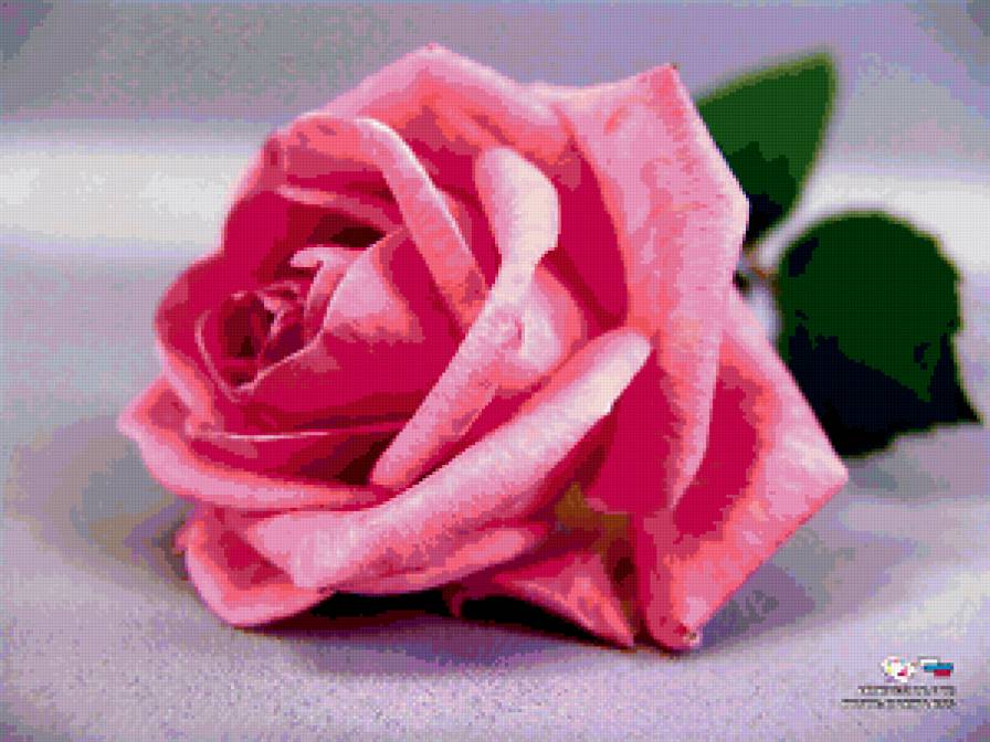 Розы - цветы, розы, сад - предпросмотр