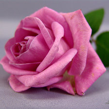 Схема вышивки «Розы»