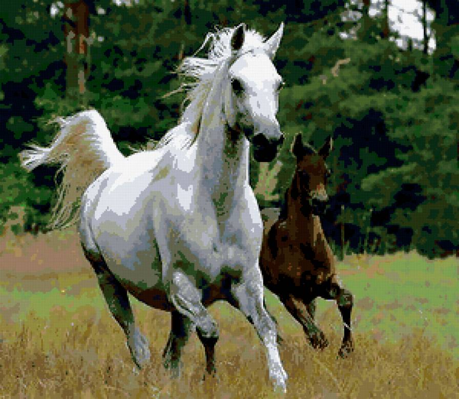 лошади - предпросмотр