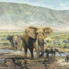 Семья слонов на водопое.