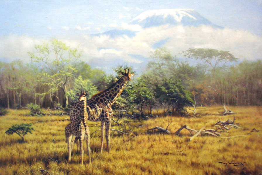 Жирафы на фоне Килиманджаро. - жирафы, природа, африка, пейзаж - оригинал