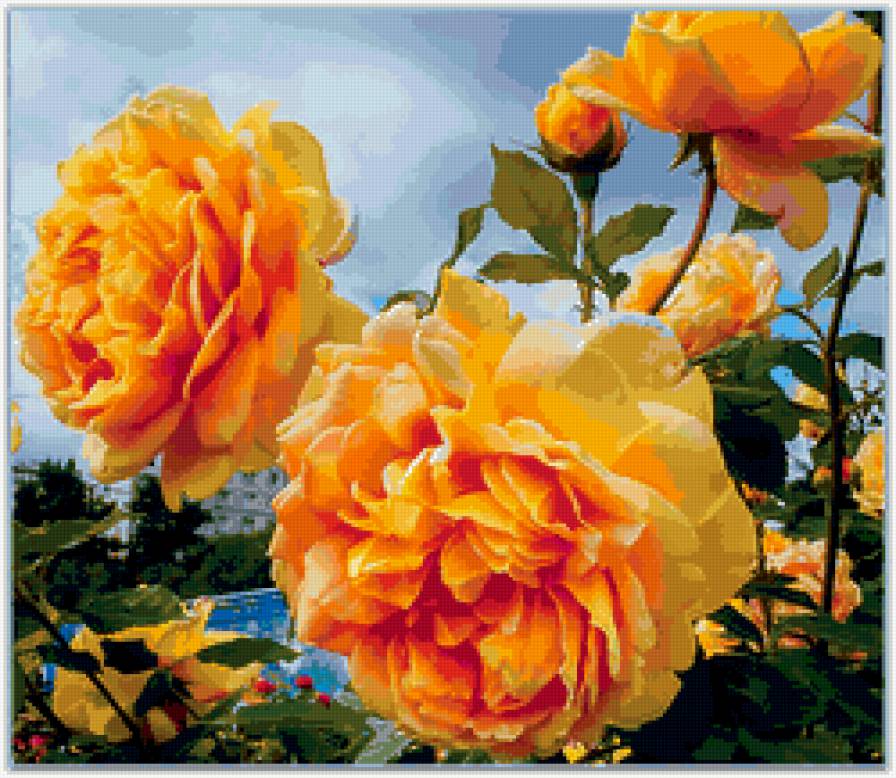 Королева сада - роза сад цветок - предпросмотр